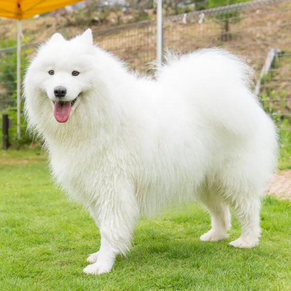 サモエド