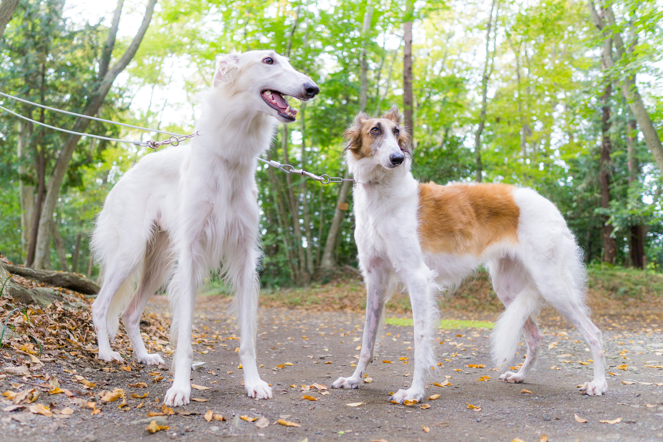 瑞穂エコパーク 犬ゞ津ゞ浦ゞ いぬいぬつつうらうら